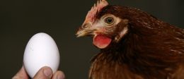 Šta je bilo prije: kokoš ili jaje?