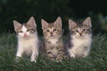 Muškarac deložiran iz stana u Španiji, našli mu 110 mačaka