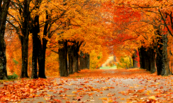 U ovim jesenjim radostima trebali bismo uživati svakodnevno