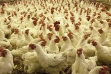 U Njemačkoj i Holandiji otkrivena ptičija gripa H5N8