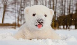 Počinje zima: Danas je najkraći dan u godini