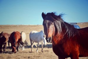Divlji konji u Livnu: Avantura koju morate staviti na listu želja