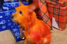 Zbog trenda na društvenim mrežama obojila svog psa u narančasto