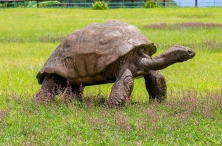 Jonathan je najstarija kornjača na svijetu, ima 190 godina