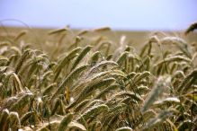 Prijeti li svijetu glad: Drastično porasle cijene pšenice nakon ruskog napada