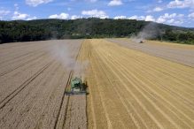 Cijene pšenice i drugih žitarica na tržištu dosegle rekord, nova poskupljenja neizbježna