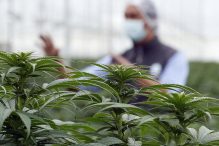 Tromost bh. politike: Niko nije protiv legalizacije kanabisa u medicinske svrhe, no pomaka nema