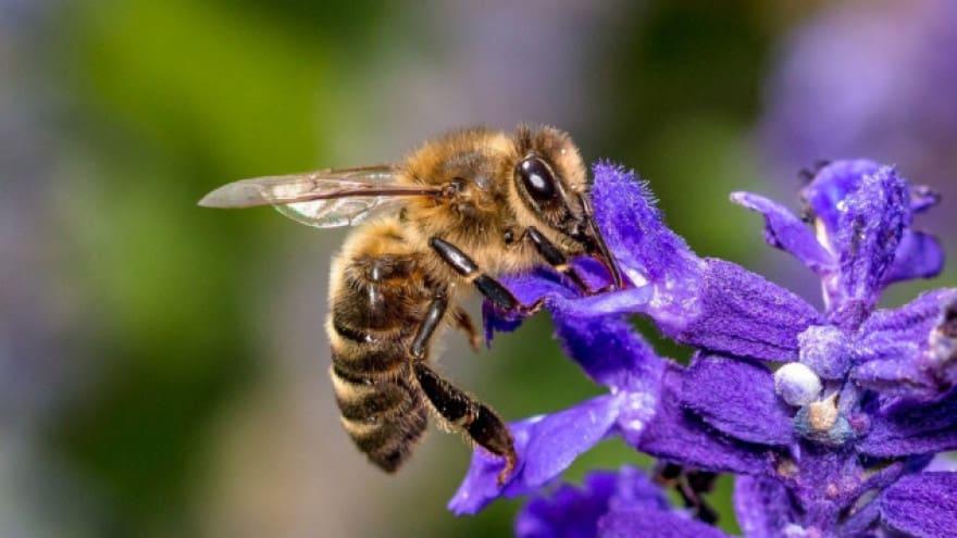 Svjetski dan pčela: Med je jedina hrana koja u sebi ima sve supstance neophodne za život