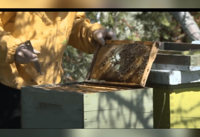 Krajiški pčelari: Više meda ove godine, ali i viša cijena