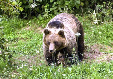 Mještani kod Velike Kladuše strahuju od medvjeda, uništio više desetina košnica