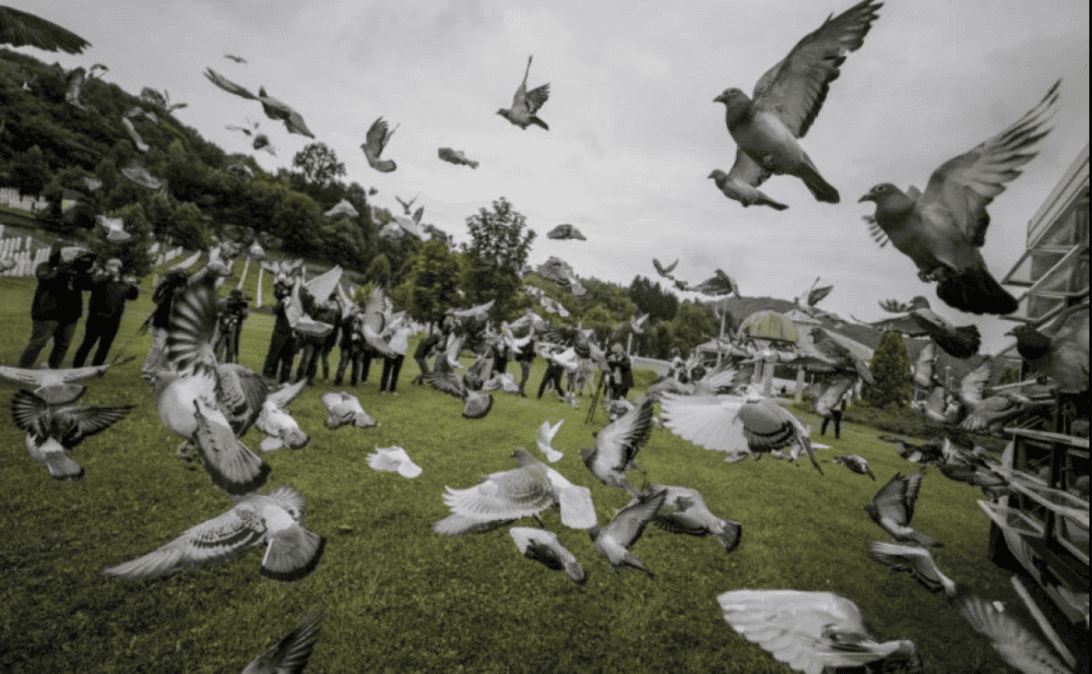 Iz Potočara bit će pušteno 350 golubova: Memorijalni let za žrtve genocida u Srebrenici