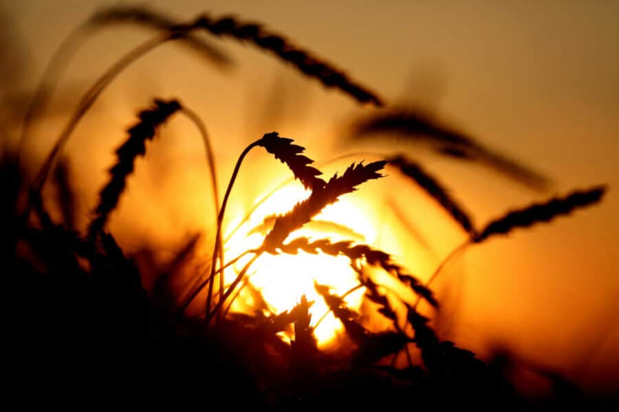 Evropska unija uvodi carine na uvoz žita iz Rusije