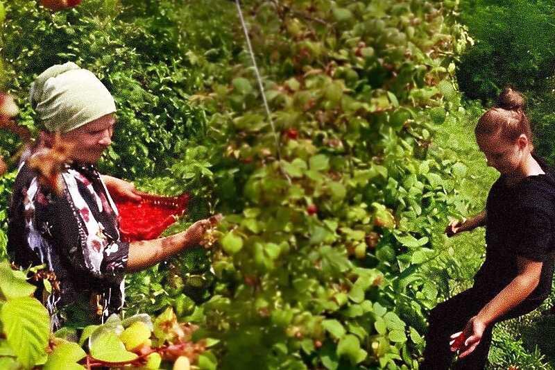 Projektom podrške EU za poljoprivredu u BiH otvoreno više od 300 novih radnih mjesta