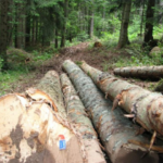 U Bužimu ukradeno 14 kubika drveta, policija traga za počiniteljima