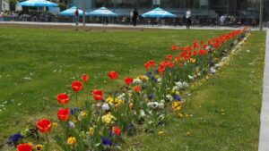 Ime bosanskog grada ime je i jedne prekrasne sorte tulipana: Cvijet predivne boje otrovan za ljubimce