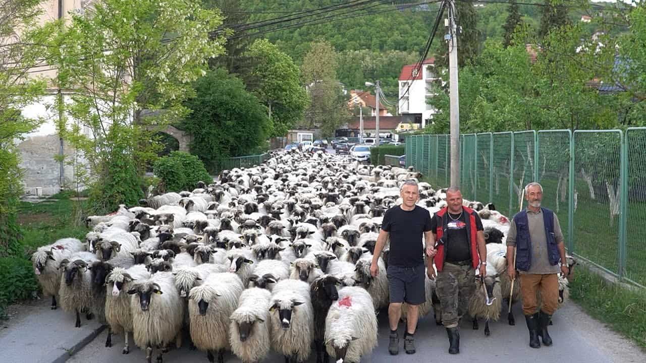 Posljednji bh. nomad sa svojih 1.200 ovaca ide kroz BiH