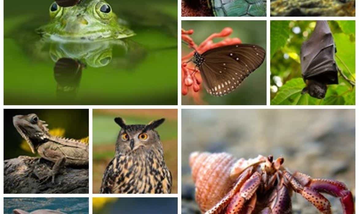  Međunarodni dan biološke raznovrsnosti (biodiverziteta) obilježava se 22. maja 