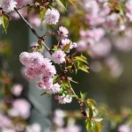 Danas je sunčano u cijeloj BiH, temperature će ići do 20 stepeni