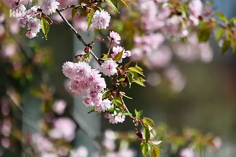 Danas je sunčano u cijeloj BiH, temperature će ići do 20 stepeni
