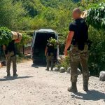 Na 12 plantaža u Drežnici pronađeno 1.679 stabljika kanabisa